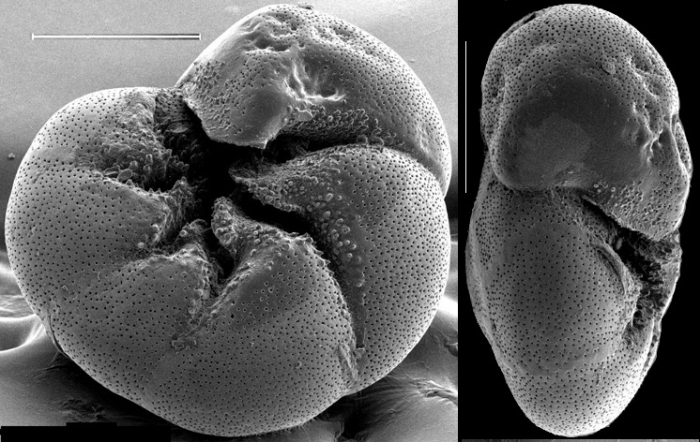 Ammonia advena USA Ammonia advena USA