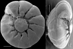 Chromista - Foraminifera (foraminifers)