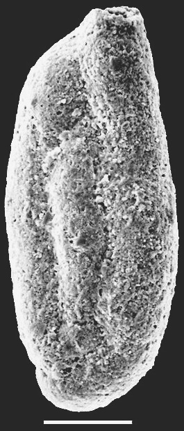 Miliammina fusca New Zealand Miliammina fusca New Zealand