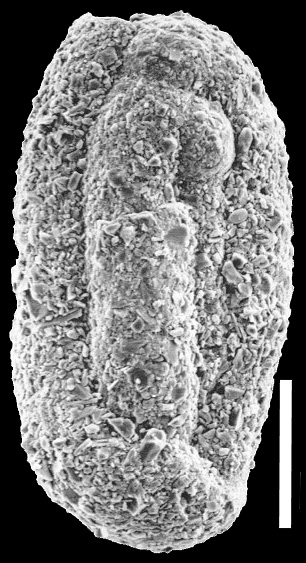 Miliammina fusca New Zealand Miliammina fusca New Zealand