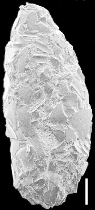 Nouria polymorphinoides New Zealand Nouria polymorphinoides New Zealand