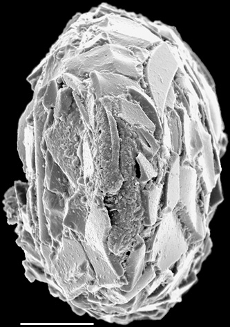 Nouria polymorphinoides New Zealand Nouria polymorphinoides New Zealand
