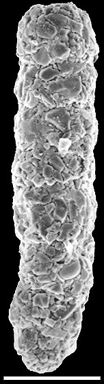 Scherochorella moniliforme New Zealand Scherochorella moniliforme New Zealand