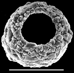 Scherochorella moniliforme New Zealand