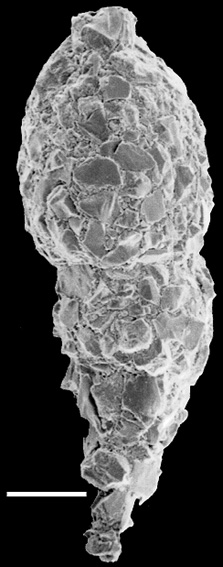 Reophax subfusiformis New Zealand Reophax subfusiformis New Zealand