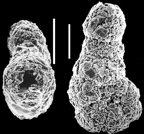 Ammobaculites exiguus New Zealand