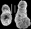 Chromista - Foraminifera (foraminifers)