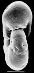 Haplophragmoides wilberti New Zealand