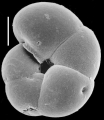 Chromista - Foraminifera (foraminifers)