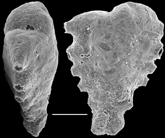 Spirotextularia fistulosa New Zealand Spirotextularia fistulosa New Zealand