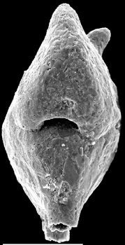 Spirotextularia fistulosa New Zealand Spirotextularia fistulosa New Zealand