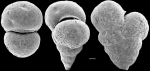 Chromista - Foraminifera (foraminifers)