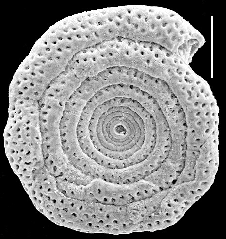 Spirillina vivipara New Zealand Spirillina vivipara New Zealand
