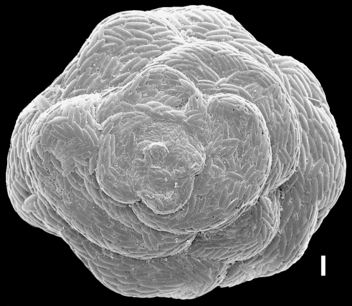 Carterina spiculotesta New Zealand Carterina spiculotesta New Zealand
