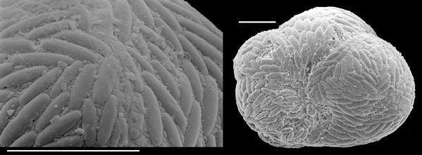 Carterina spiculotesta New Zealand Carterina spiculotesta New Zealand