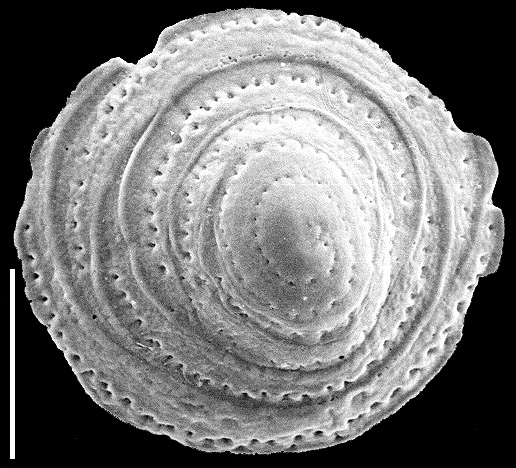 Patellina corrugata New Zealand Patellina corrugata New Zealand