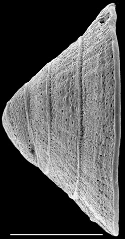 Patellina corrugata New Zealand Patellina corrugata New Zealand