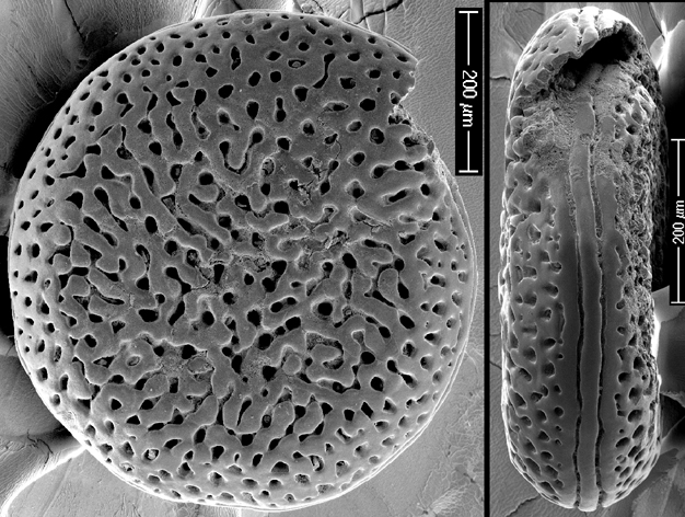 Spirillina novaezealandiae New Zealand Spirillina novaezealandiae New Zealand