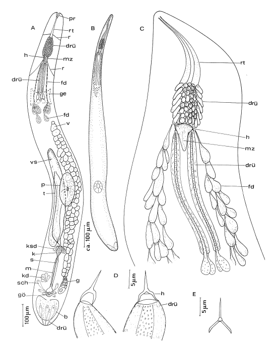 Aculeorhynchus glandulis Aculeorhynchus glandulis