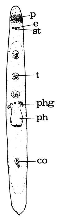 Pseudomonocelis