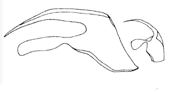 Polystyliphora Polystyliphora