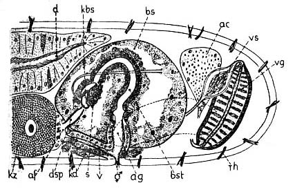 Paromalostomum dubium Paromalostomum dubium