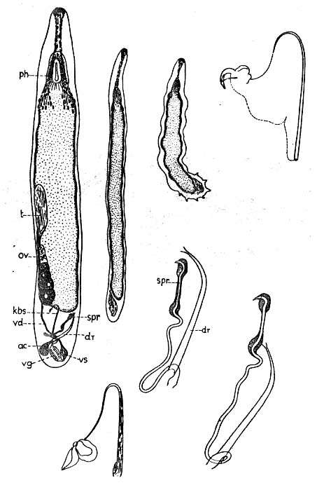 Paromalostomum dubium Paromalostomum dubium