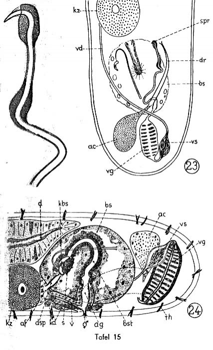 Paromalostomum dubium Paromalostomum dubium