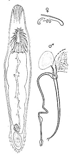 Paromalostomum dubium Paromalostomum dubium