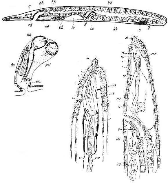 Haplopharynx rostratus