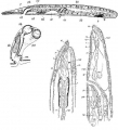 Platyhelminthes (flatworms)