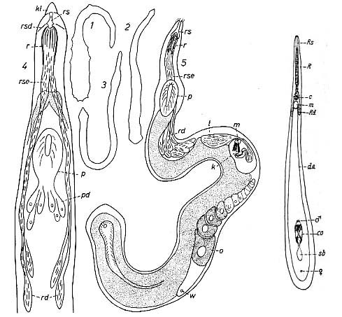 Haplopharynx rostratus