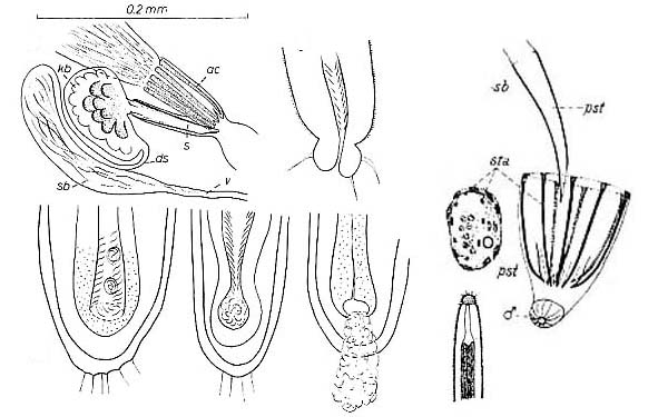 Haplopharynx rostratus