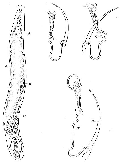 Paromalostomum fusculum Paromalostomum fusculum