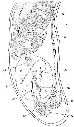 Paromalostomum fusculum Paromalostomum fusculum