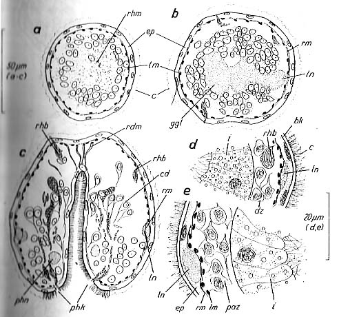 Bradynectes sterreri Bradynectes sterreri