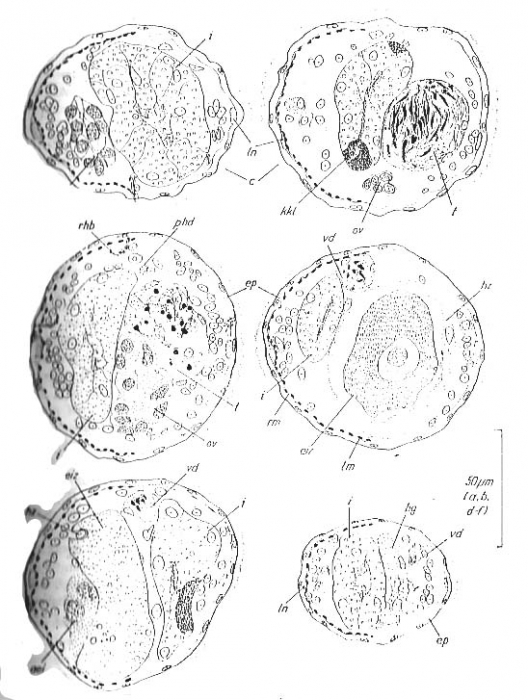 Bradynectes sterreri Bradynectes sterreri