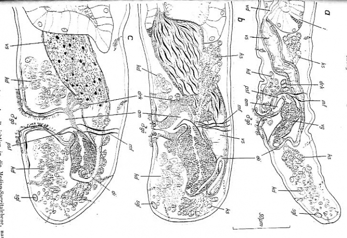 Bradynectes sterreri Bradynectes sterreri