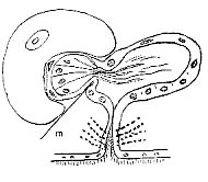 Macrostomum balticum Macrostomum balticum