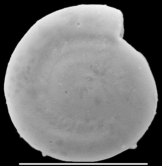 Cornuspira involvens New Zealand Cornuspira involvens New Zealand