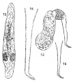 Platyhelminthes (flatworms)