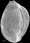 Quinqueloculina bicornis New Zealand
