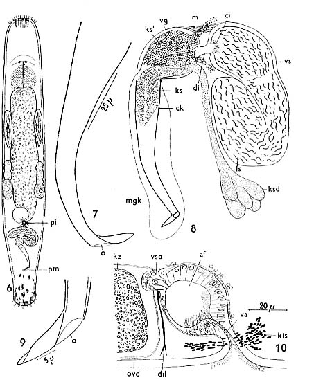 Macrostomum balticum Macrostomum balticum