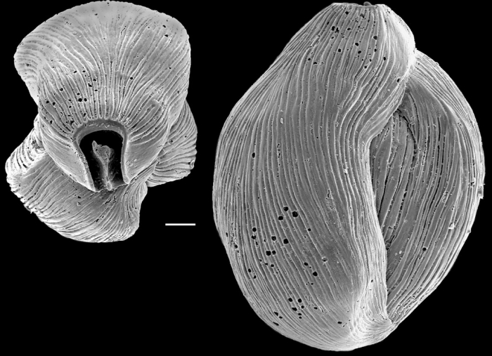 Quinqueloculina bicornis New Zealand