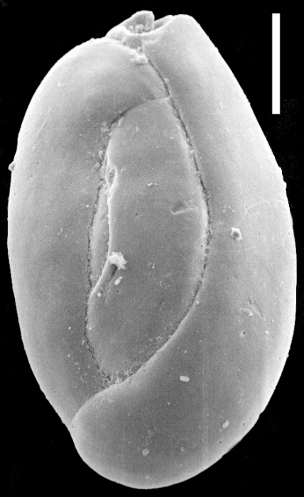 Quinqueloculina seminula New Zealand Quinqueloculina seminula New Zealand
