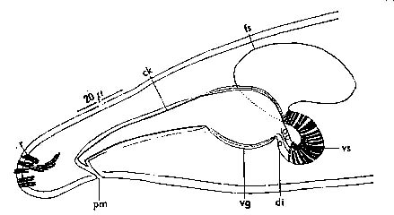 Macrostomum balticum Macrostomum balticum