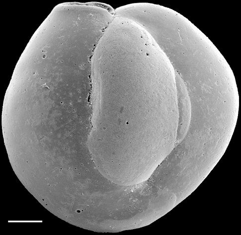 Quinqueloculina suborbicularis New Zealand