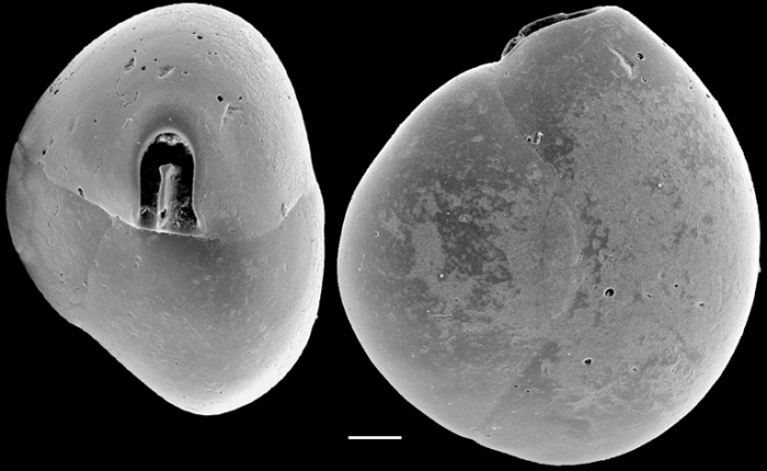 Quinqueloculina suborbicularis New Zealand