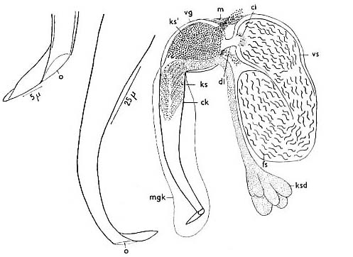 Macrostomum balticum Macrostomum balticum