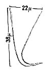 Macrostomum hystricinum Macrostomum hystricinum